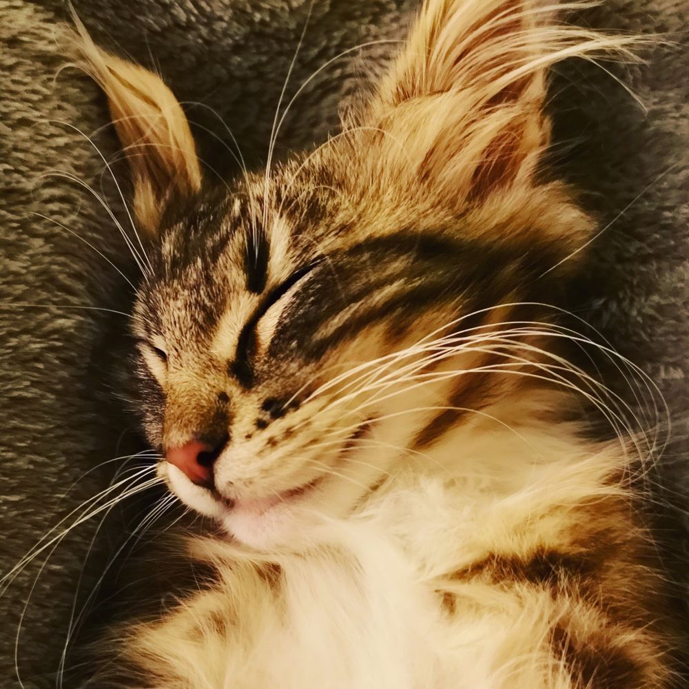 A close-up of a tabby kitten fast asleep. 