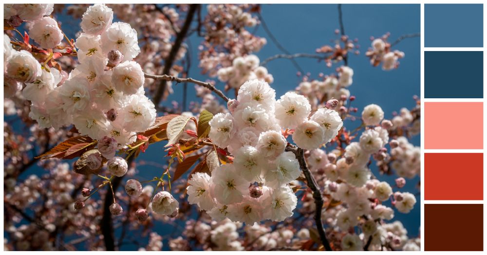 Looking up at cherry blossoms in bloom against a blue sky. 5 colors of the photo create a color palette on the right side of the photo. 