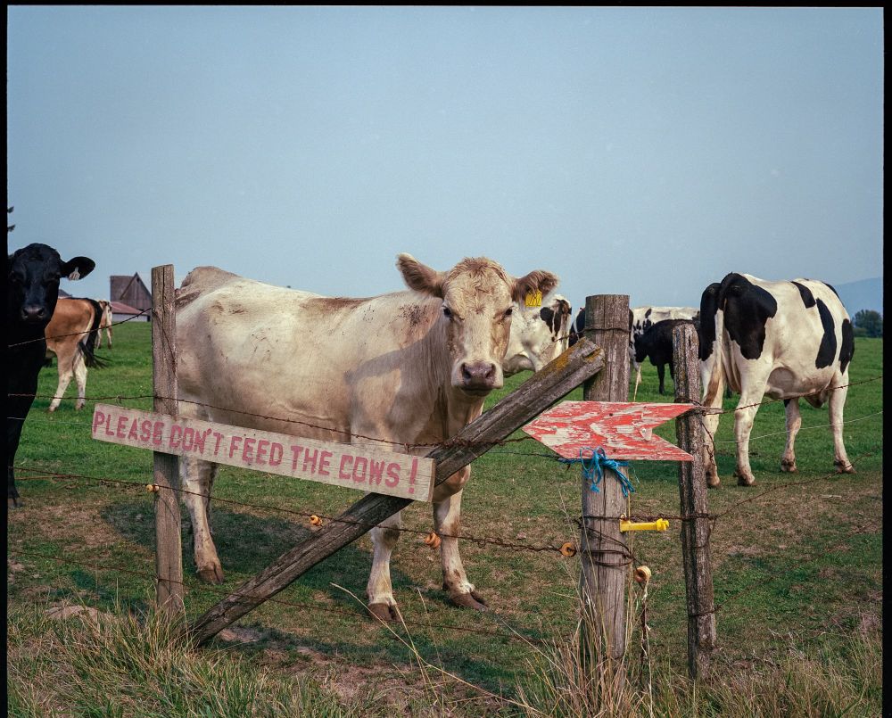 A white cow looking directly at the camera is standing behind a fence with a sign that reads "PLEASE DO NOT FEED THE COWS!" The cow does not look pleased. 