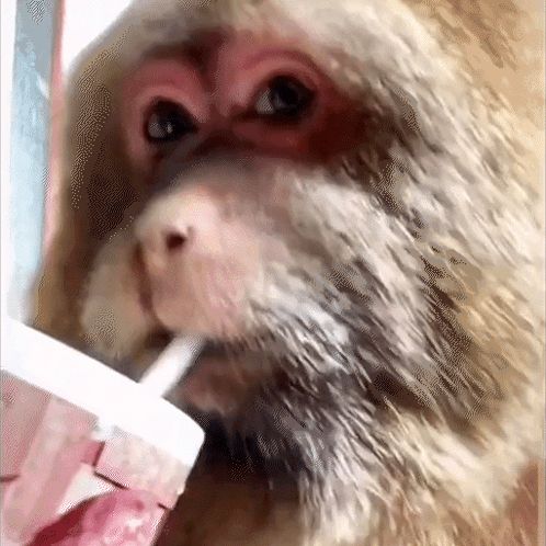 a monkey is drinking from a cup with a straw