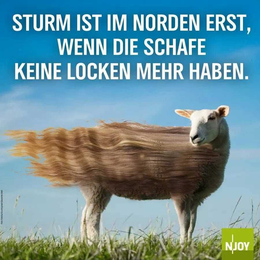 Spruch vom Post darüber.  Dazu ein Schaf, dessen Locken durch Wind nach hinten glatt geweht werden. 