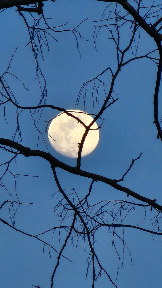 Waxing gibbous moon behind dark branches in a blue sky