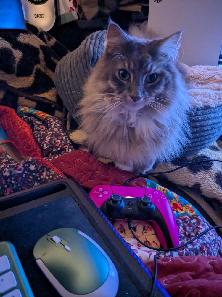 #Paddy is a Maine Coon and very loving. Mum is sad?