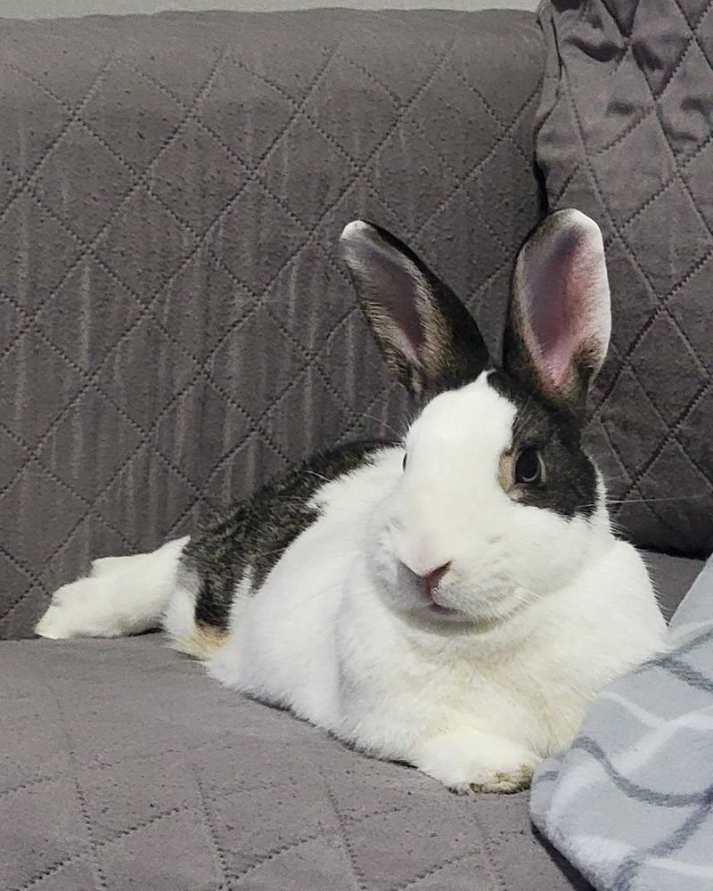 A white and dark brown spotted rabbit laying on a gray couch