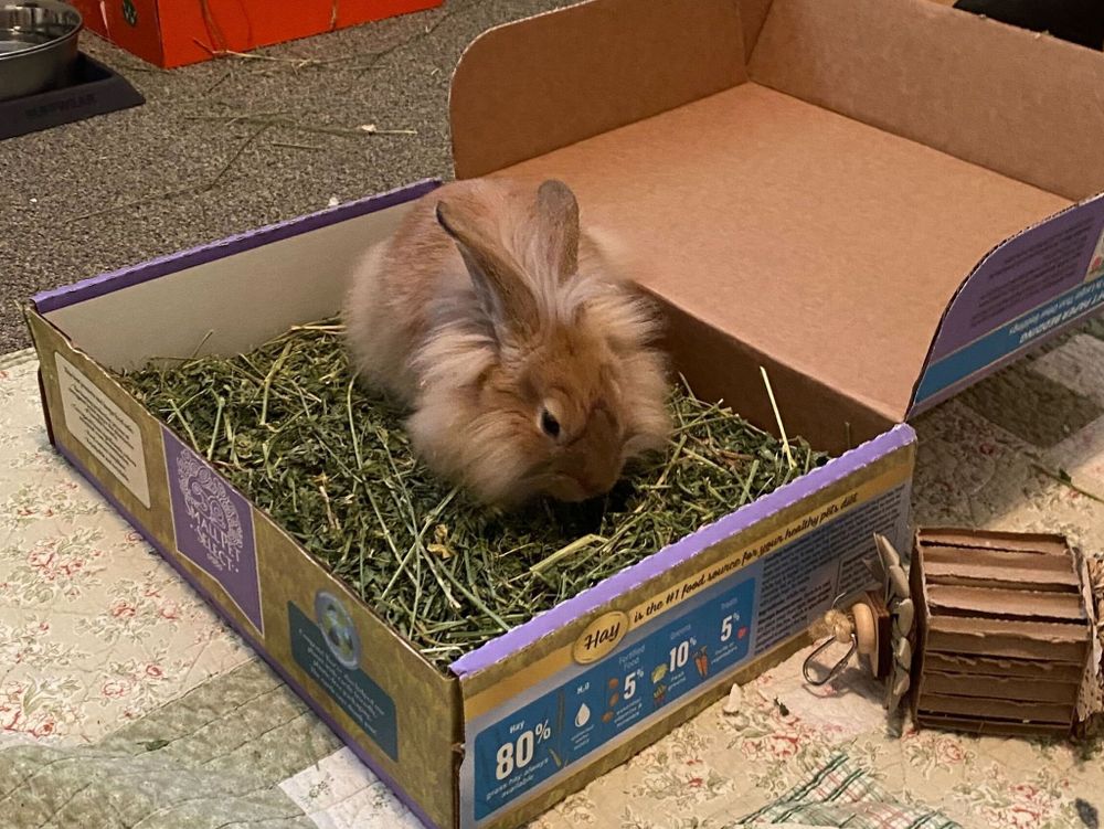 A fluffy brown rabbit sitting in a box of hay helping himself