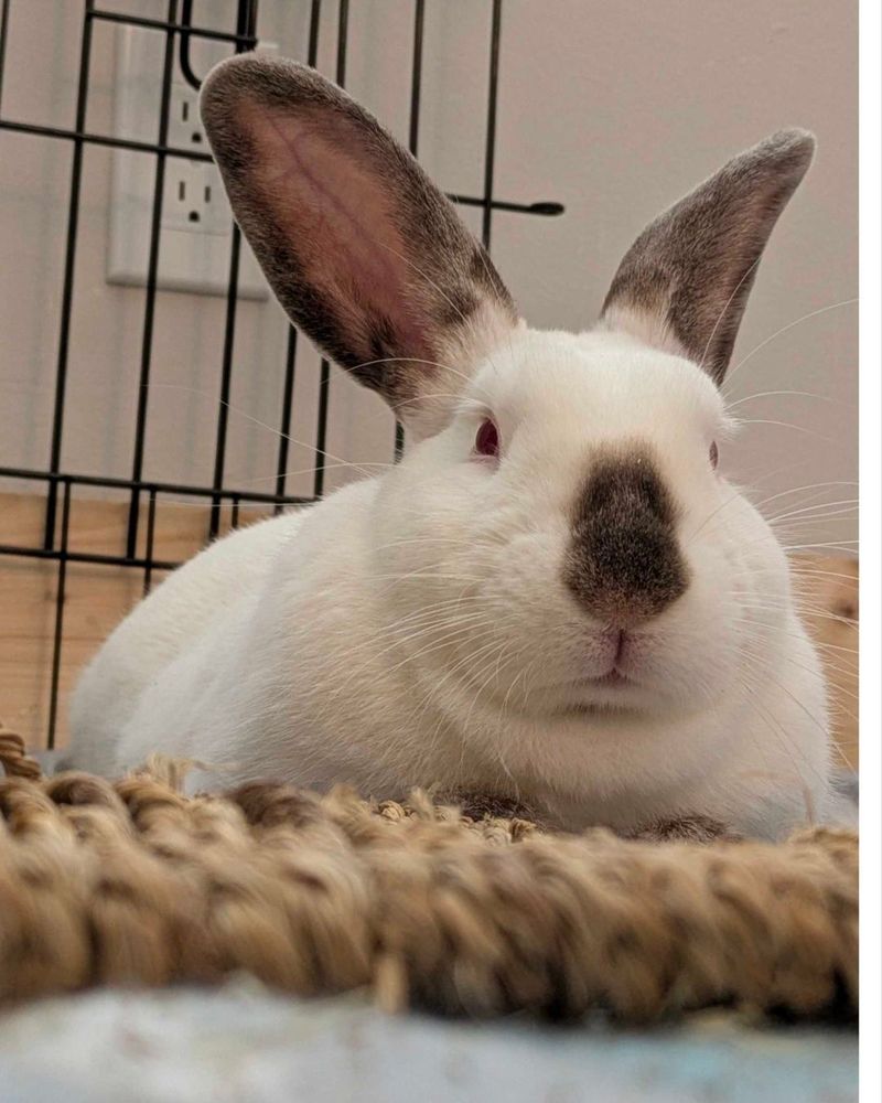 A white rabbit with a brown nose looking disapproving