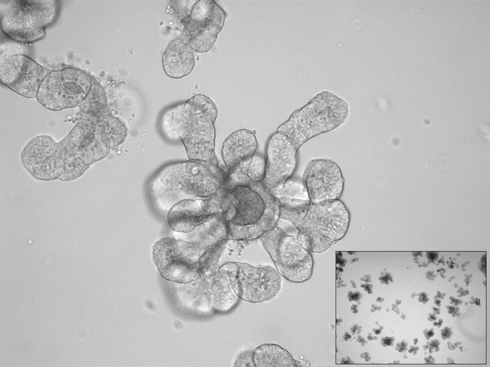 Lichtmikroskopische Aufnahme eines Darmorganoides aus Gewebe von Nilflughunden