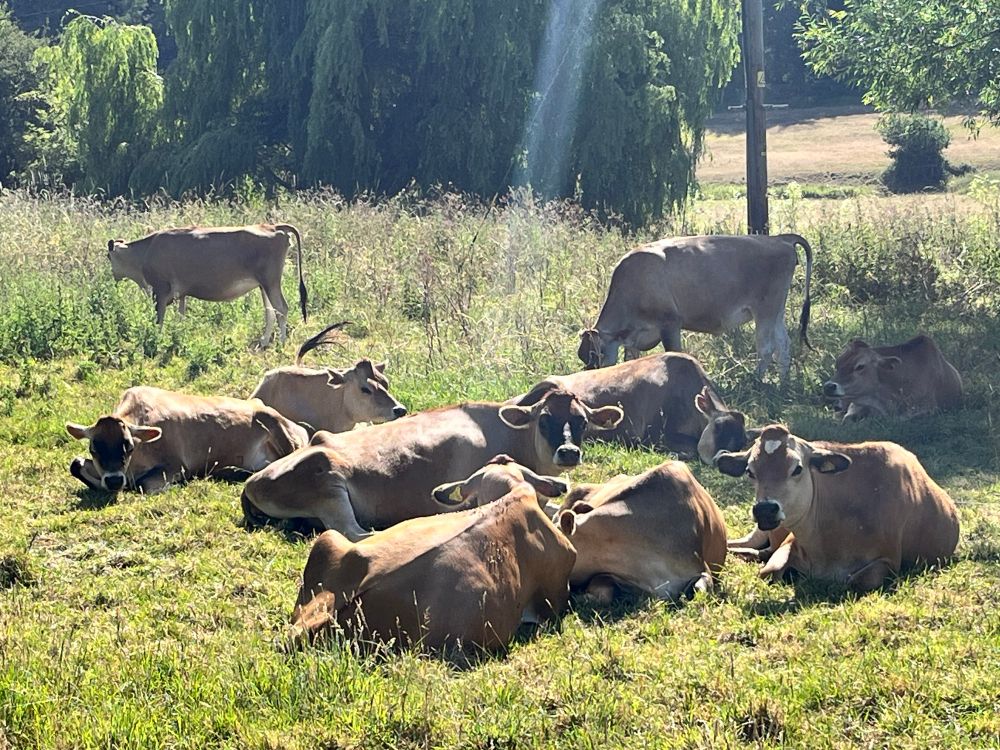 Jersey cows lying down in a field 