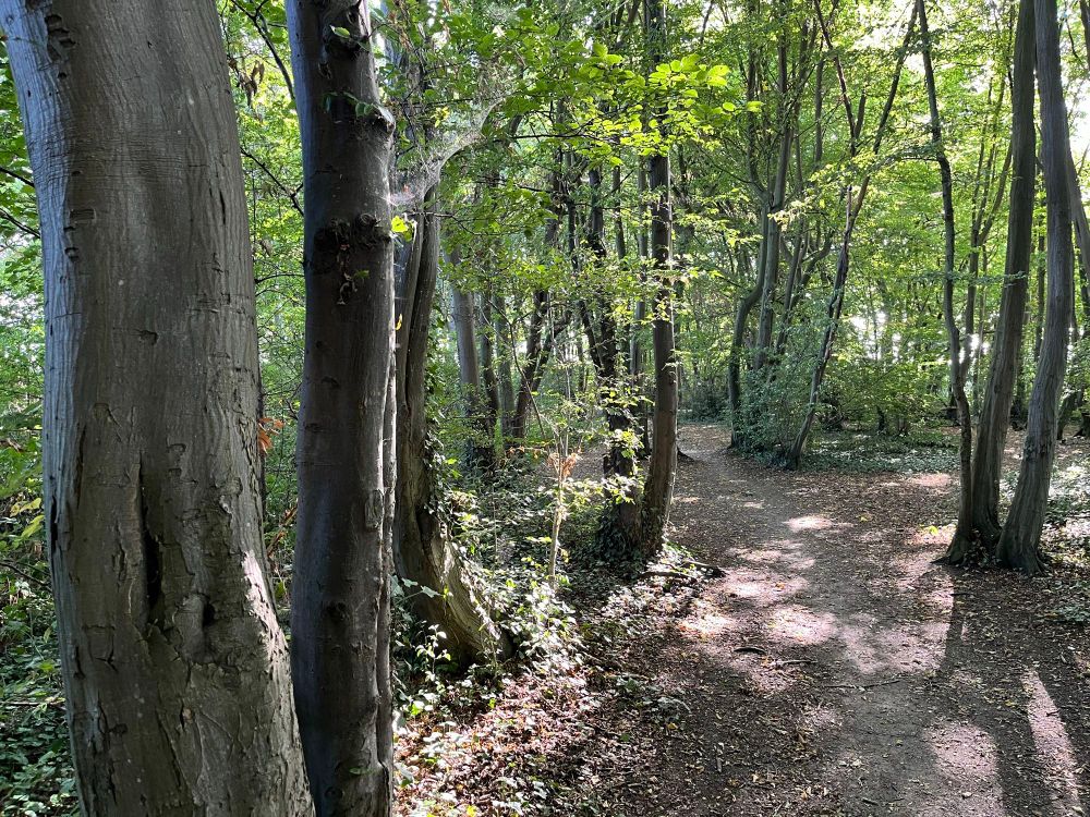 Path through a hornbeam wood
