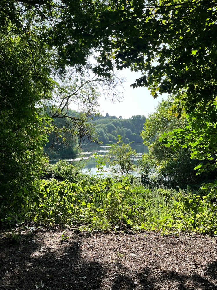 Lake with trees