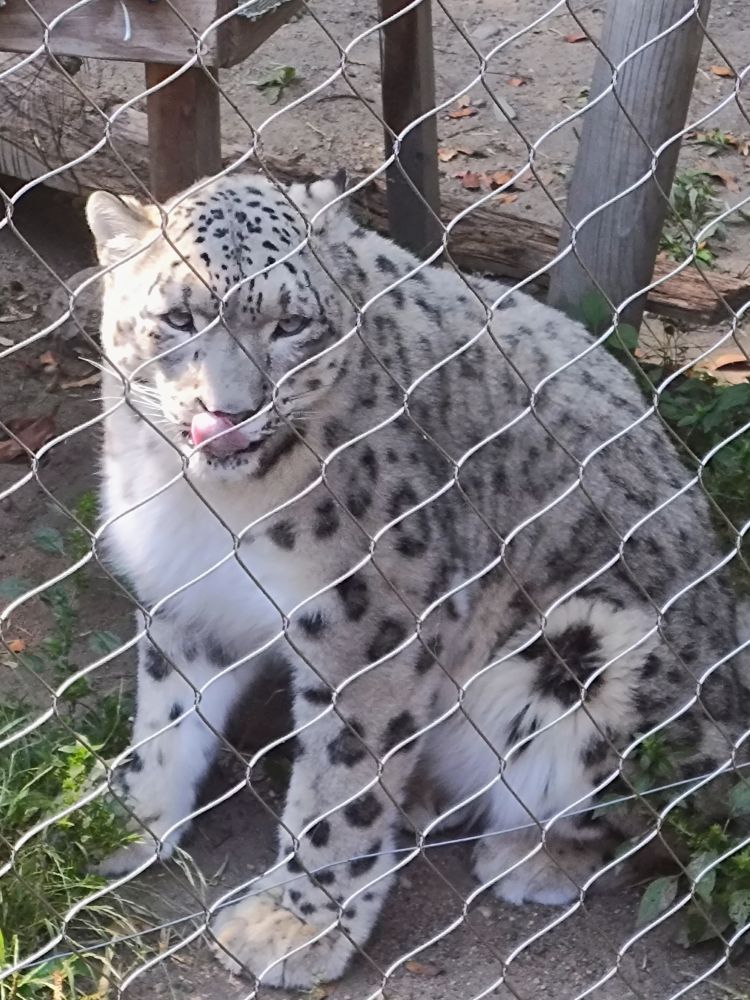 A snow leopard behind a fence. His tongue is out