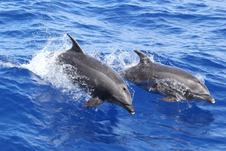 Two common bottlenose dolphins swimming in blue water 