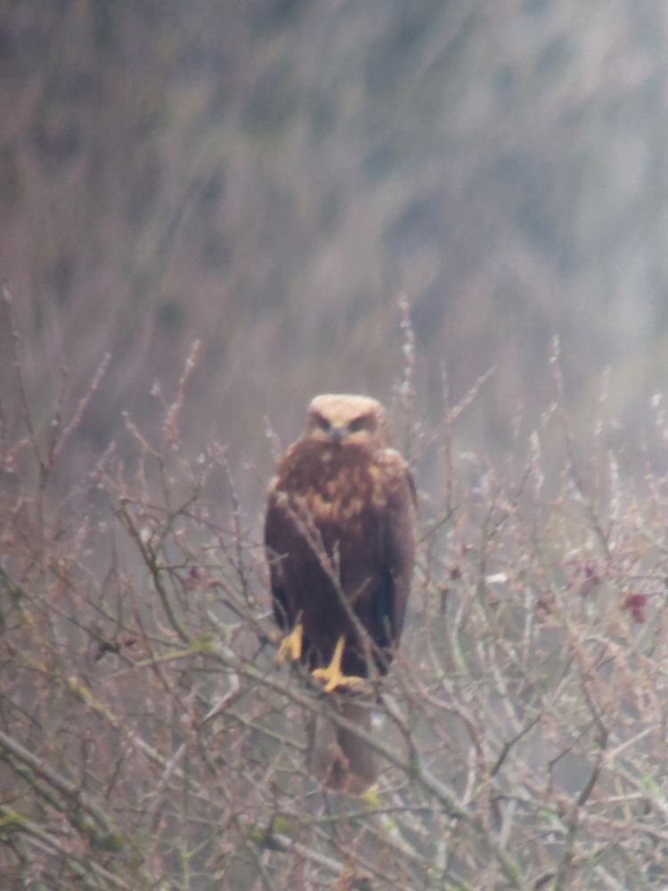 Brown bird of prey with yellow legs, sitting in a bush