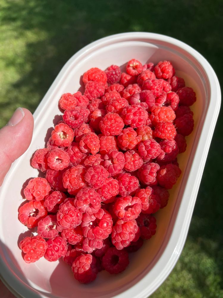 A tub of homegrown raspberries