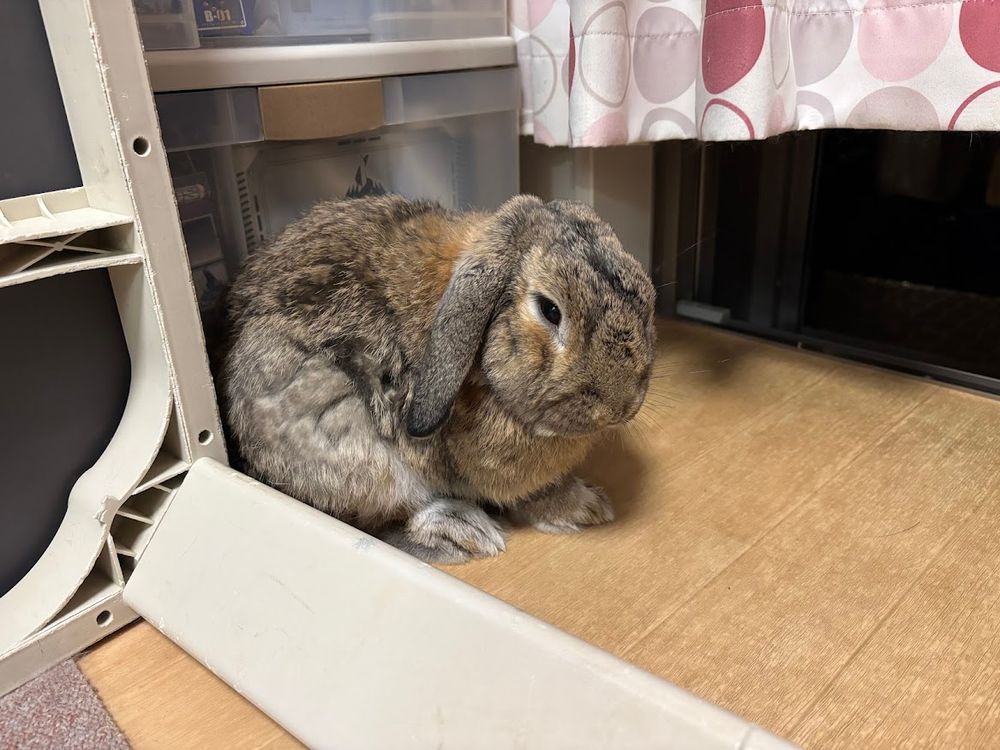 何も食べずウンコもしないウサギさん