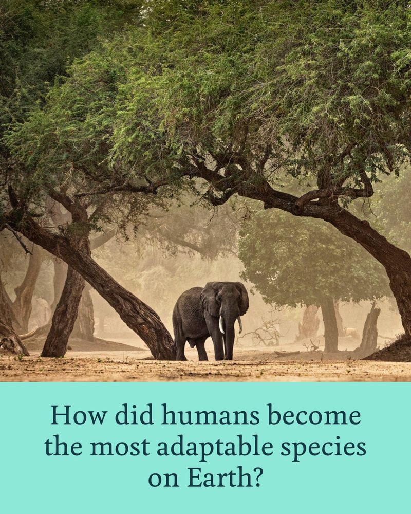 An elephant standing beneath large trees with text overlay that reads: 'How did humans become the most adaptable species on Earth?'

Photo credit: Ondrej Pelanek and Martin Pelanek