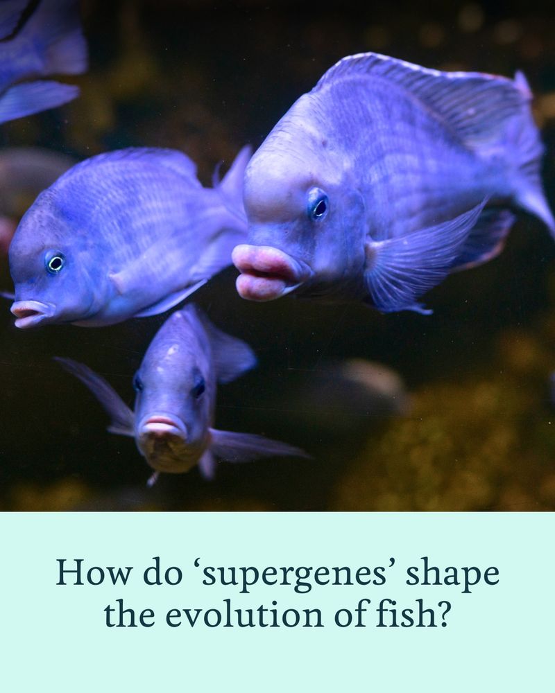 Three cichlid fish swimming in clear water, with text at the bottom asking 'How do 'supergenes' shape the evolution of fish?'
