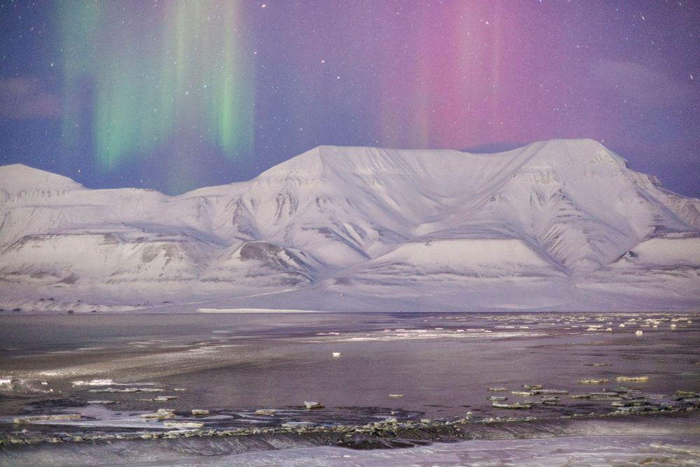 Pink and green aurora over a partially frozen fjord, with a snow covered beach