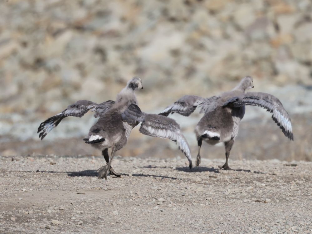 Fledgling goslings. They are a very odd shape and their wings seem far too big for them