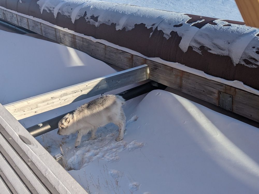 The same reindeer, looking for ways to cross the barrier