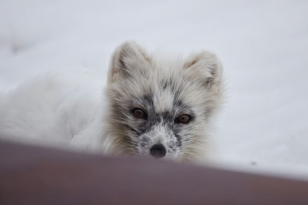 An Arctic fox, who has lost a lot of her winter coat on her face, peering in a window