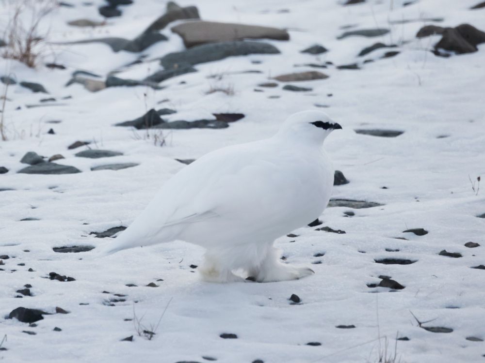 A white ptarmigan against a snowy backdrop on Svalbard. Its feet are large and fluffy, almost like paws.