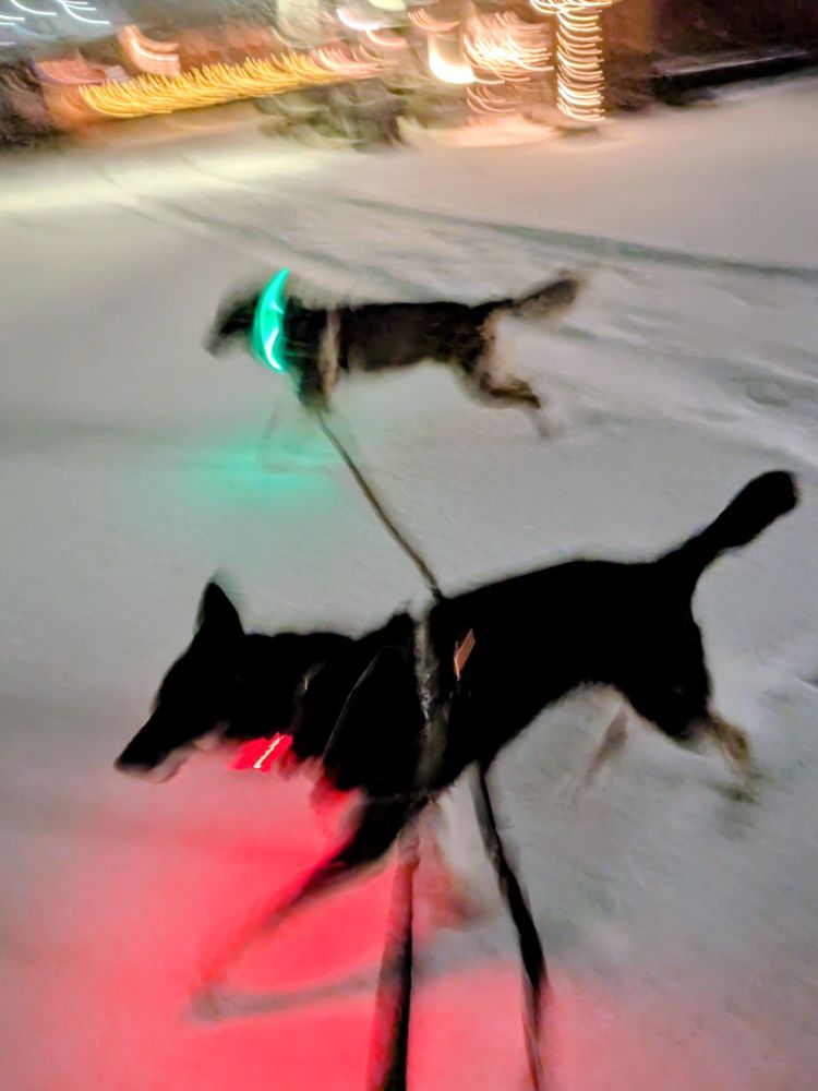 Two dogs, a blur because everyone involved is moving rapidly, sprinting in the snow. They are wearing light up collars in red and green