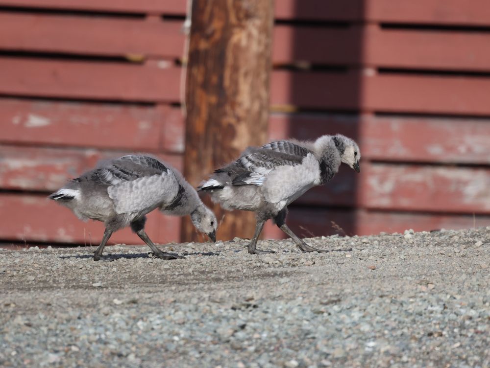 Goslings with a mix of fuzzy baby feathers and adult feathers 