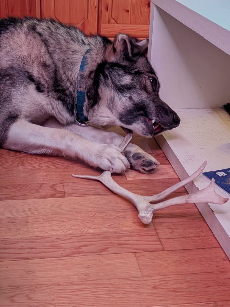 The same dog waving the antler about the place, bashing it off the furniture 