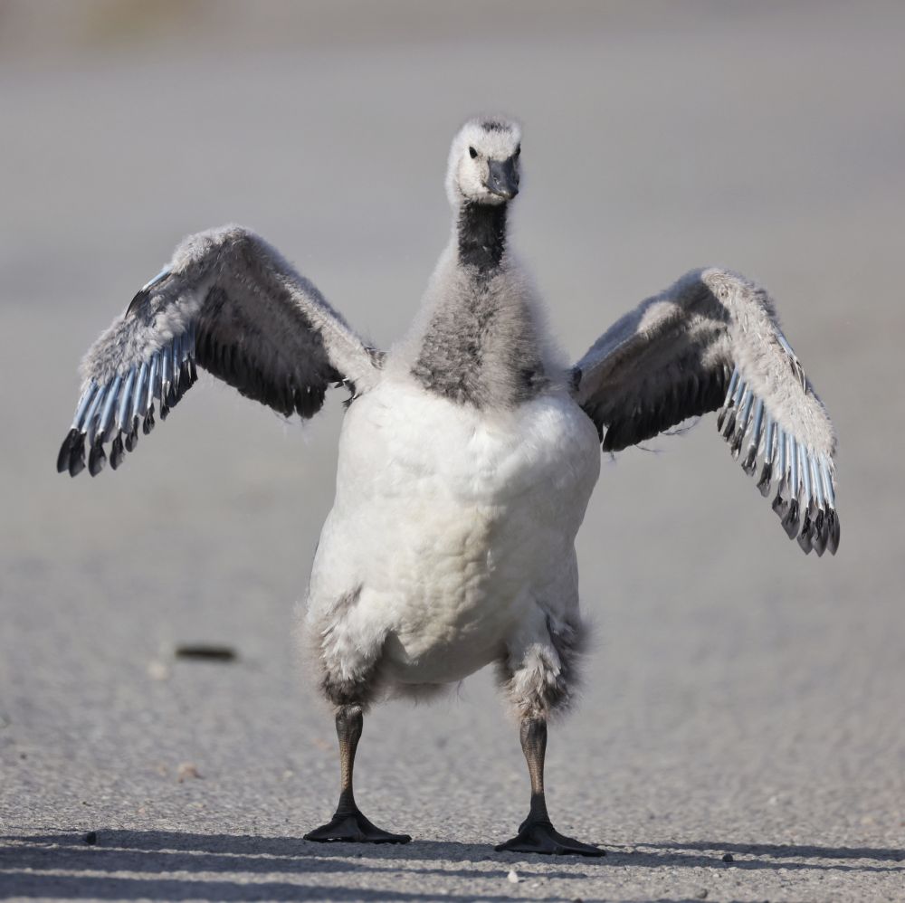A gosling with the first hints of flight feathers, flapping pointlessly 