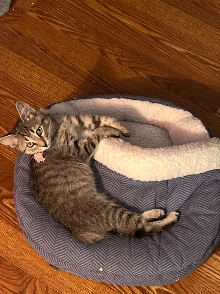 Paprika, my small tabby, laying on top of a burrowing bed, instead of inside of it