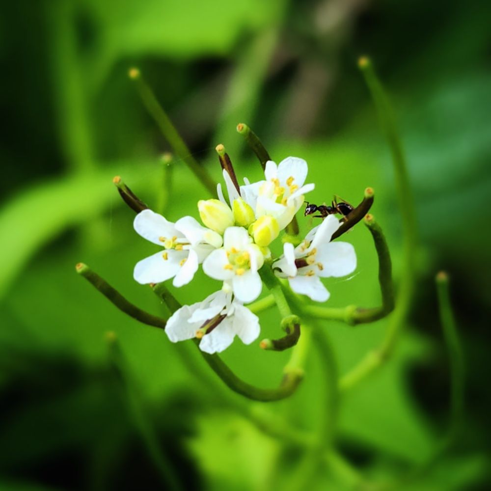 A cluster of five small bloomed flowers that have four white petals and yellow anthers growing from a green stem where an ant is sitting by one of the bloomed flowers