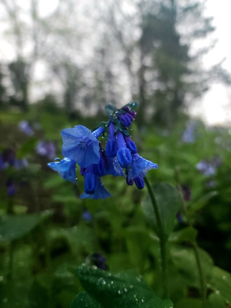 Photograph of Virginia bluebells covered in water droplets from a rainy day