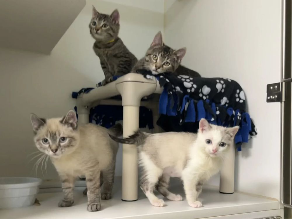 four kittens hanging around an elevated plastic bed. there are two grey tabbies, one seal point tabby, and one white grey kitten who is a little mottled while her seal point tabby coloring comes in