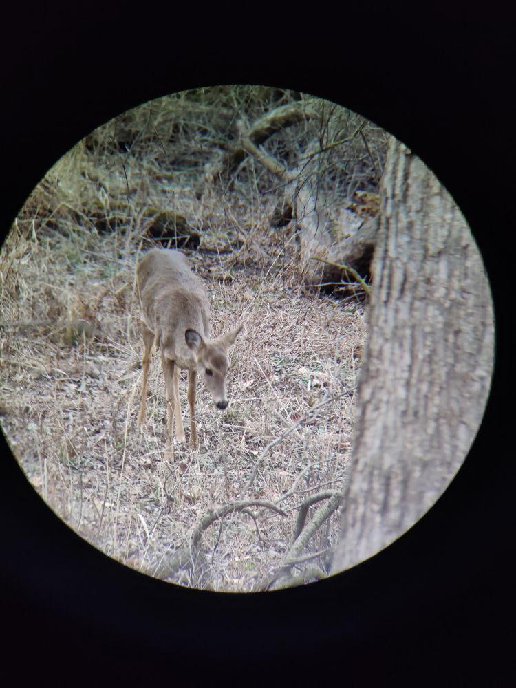 A deer as viewed through the lens of binoculars, it is hunched over a bit and surrounded by dried grass.