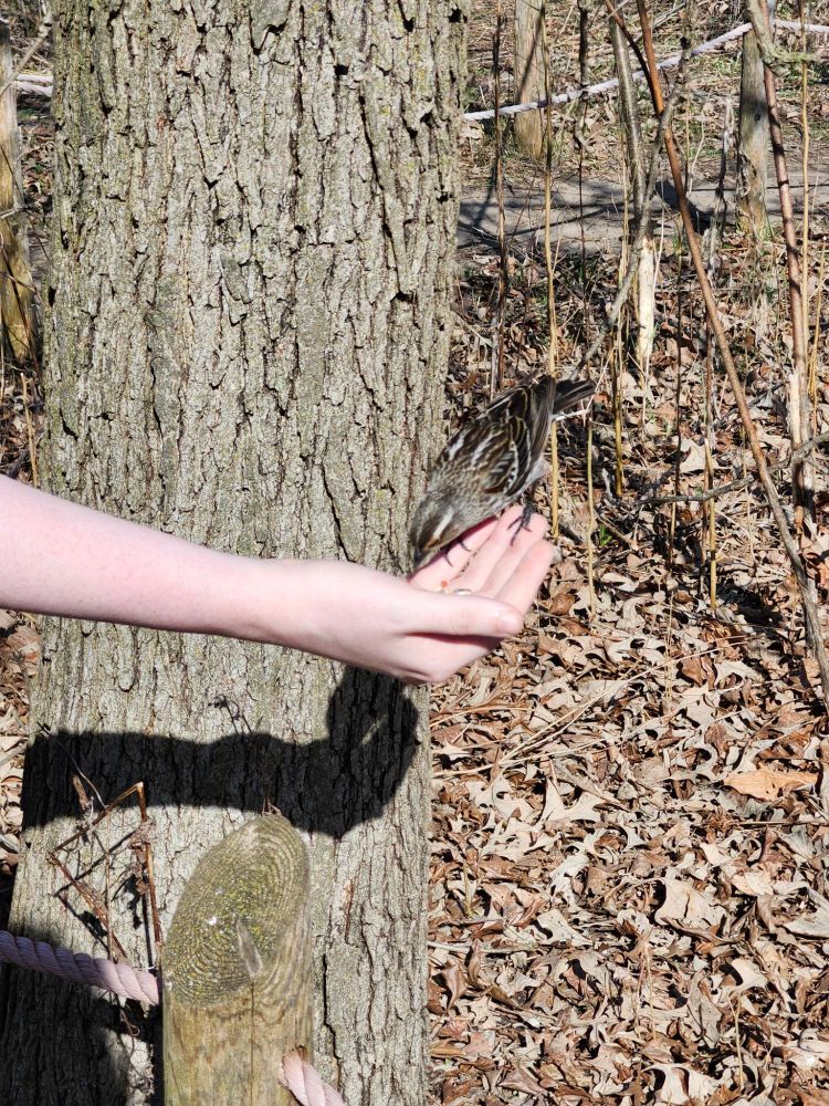 Female red winged Blackbird (a smallish brown/tan/white striped bird) perching on a woman's hand eating seeds.