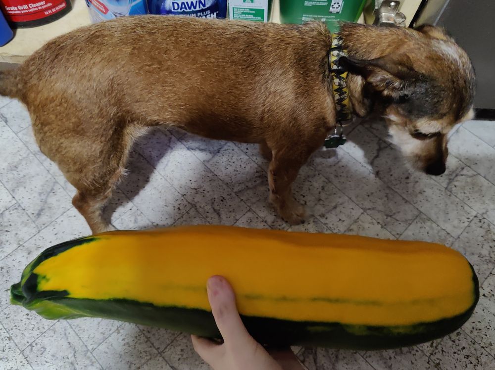A tiny dog (a reddish brown chiweenie) next to a giant squash (a yellow and green summer squash).