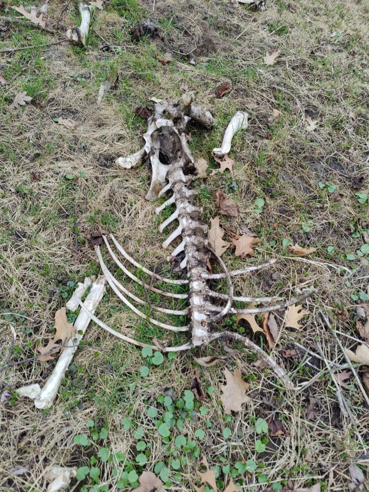 Ribs and spine of a skeletonized deer surrounded by dry foliage.