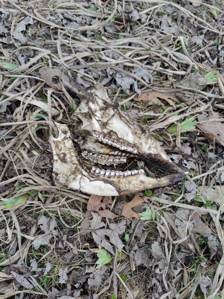 Shattered deer skull with oddly white teeth surrounded by dried leaves.