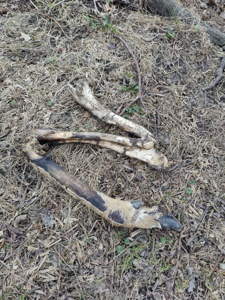 Partially skeletonized leg of a deer, the bottom half has a small amount of fur and a hoof, the top is completely skeletal.