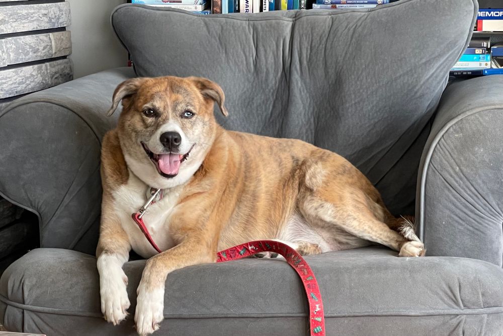 Kara, our dog, a merle dog, sitting on her favourite grey chair and smiling