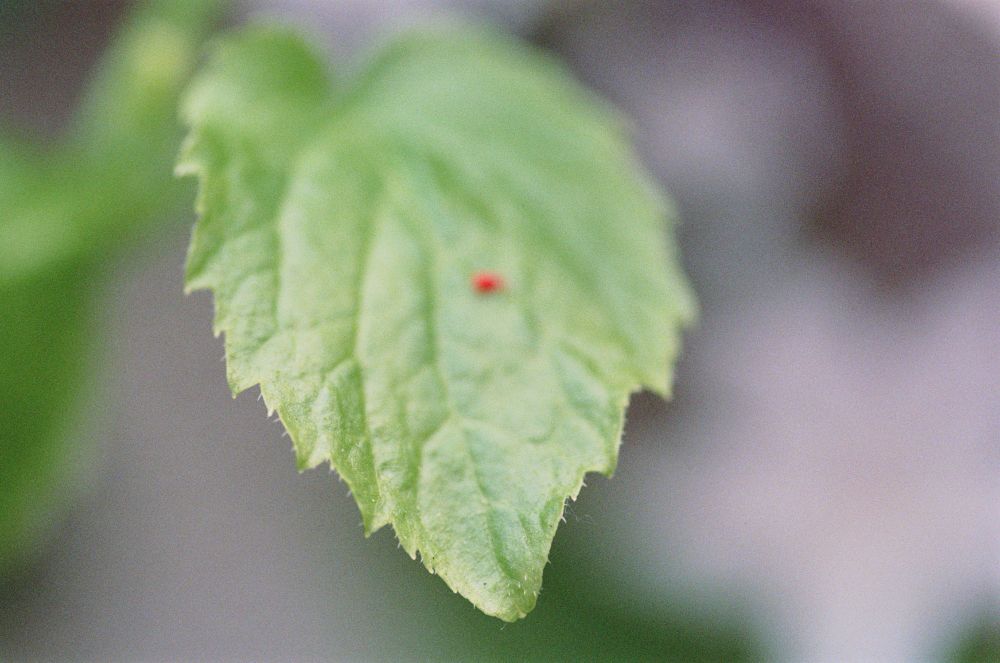 A failed attempt to capture a spider mite (which isn't focused on) on a green leaf.

1/750
f/4