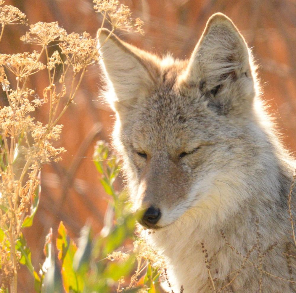 A sitting coyote with its eyes closed, as though napping.