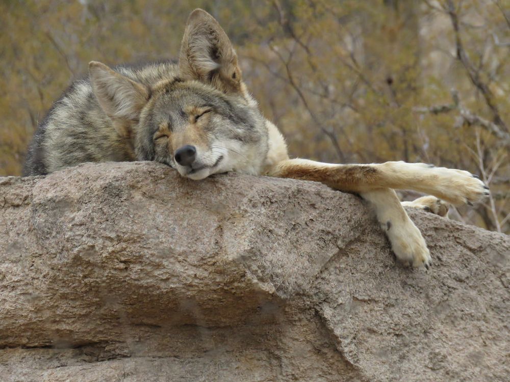 Sleeping coyote sprawled on a rock.