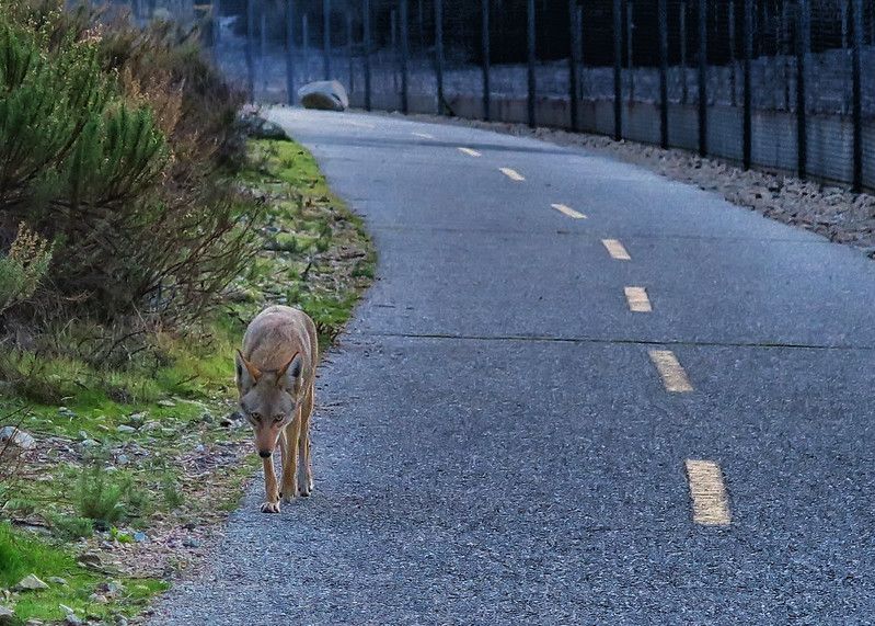 A coyote walks with lowered head along a curved walkway toward the viewer. Grass and bushes to the left, a fence to the right.