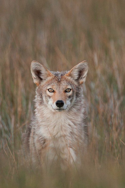 A coyote in high grass, staring directly at the camera, an enigmatic but benign expression on its face.

It gaze penetrates your soul, seeing the true depth of character you posses, and the presence of an invincible summer which can inspire all around you and illuminate the world if you only recognize it within you and have the courage to let it shine.
