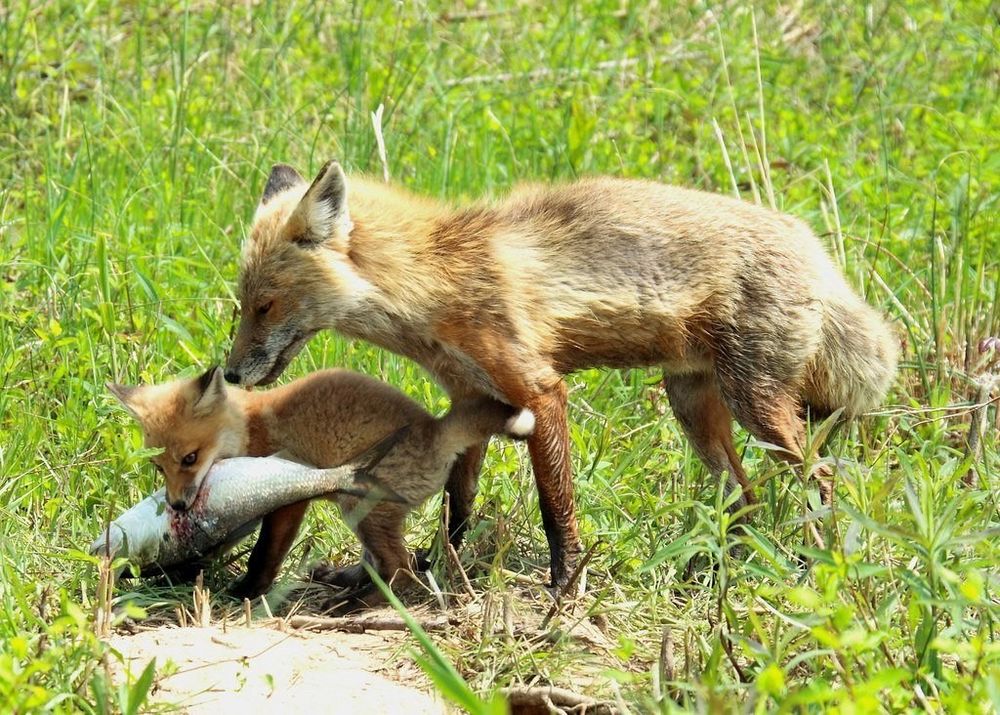 A fox kit and an older fox.

The kit is carrying a large fish.