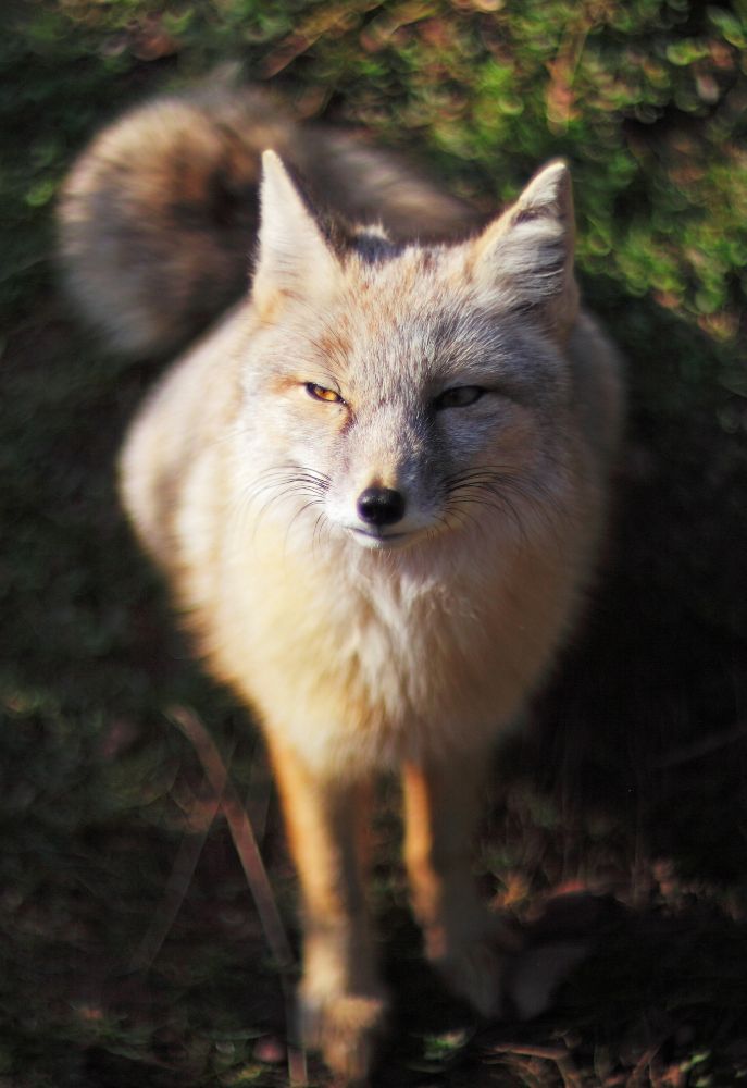 A light-colored fox with narrowed eyes looking off to the left.