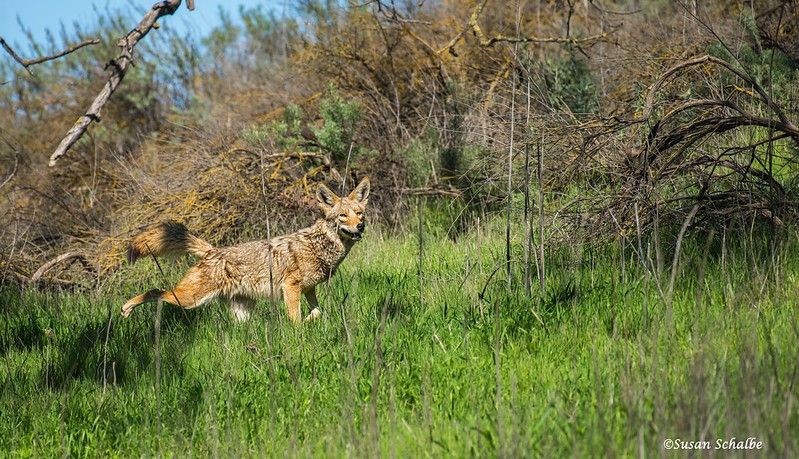 Coyote standing in a grassy area, lifting a hind leg while grinning at viewer.
