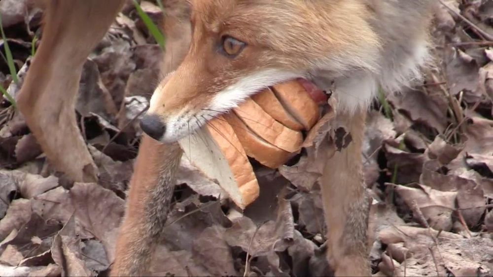 A fox carrying multiple slices of bread in its mouth.